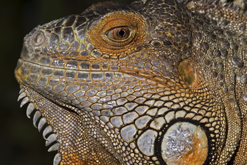 Lesser Antillean Iguana
