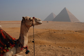 Egipt - wielbłąd