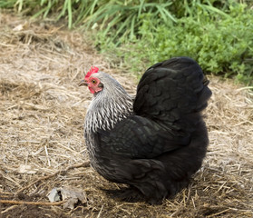 Pekin cochin Bantam Hen organic poultry