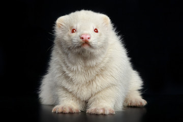 Albino ferret sits on a dark background