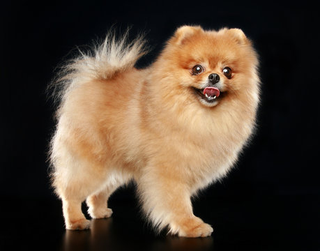 Funny spitz-dog