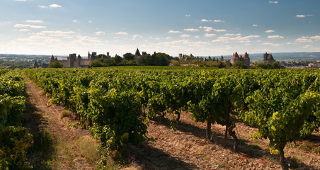 Vineyards in the ancient Citte of Carcassonne in France