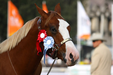 Primer premio