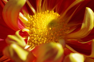 菊まつり/菊栽培