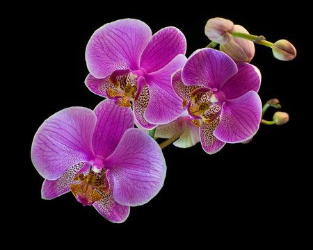 Orchid isolated on black