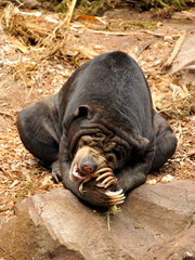 Malayan Sun Bear (Helarctos malayanus)