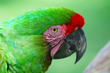 Green Parrot