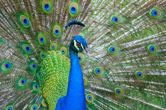 Beautiful male peacock