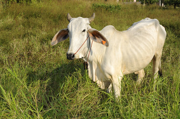 Thai native cattle.Age children in a field eating grass.