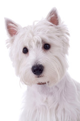 West Highland White Terrier