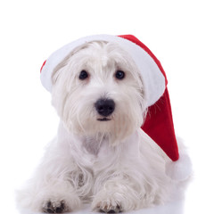 santa westie looking at the camera