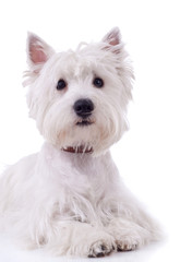 West Highland White Terrier