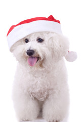 bichon frise wears santa hat