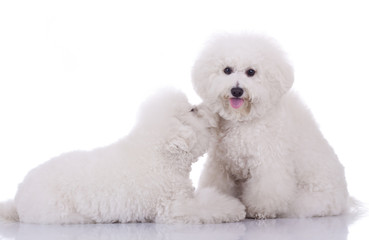 two happy bichon frise dogs