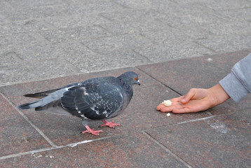 Feeding the pigeons