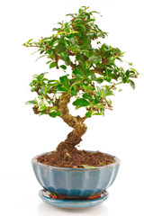 Naklejka premium Bonsai