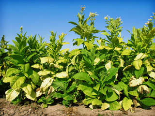 tobacco Plants