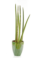 sansevieria