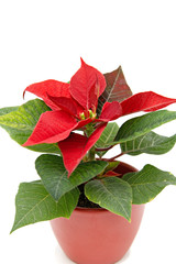 Poinsettia The Christmas Star Flower, isolated on white