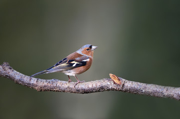 Chaffinch (Fringilla coelebs)