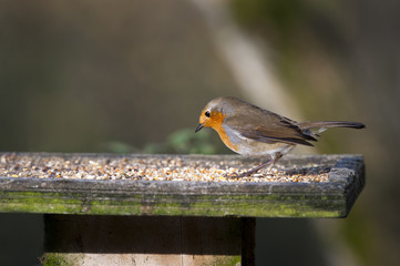 Robin (Erithacus rubecula)