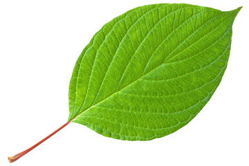 Green leaf with red stem - 27820055
