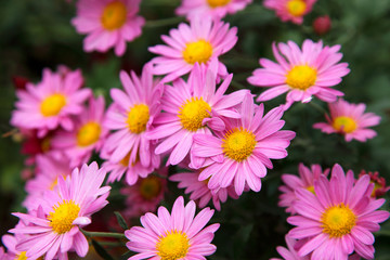 pink daisy