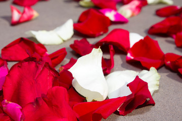 red and white rose petals