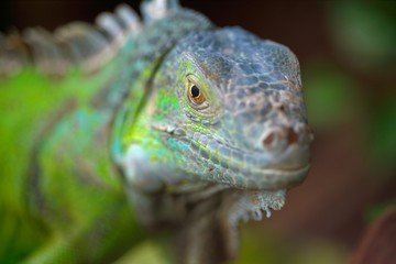iguana