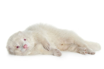 Red eyed albino ferret