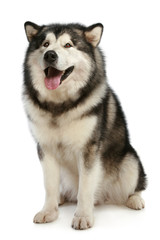 Cheerful malamute sits