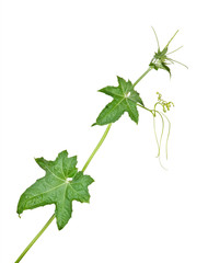 Melon vine isolated on white background
