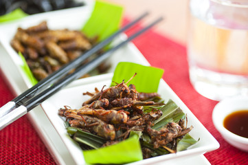 Insects as food