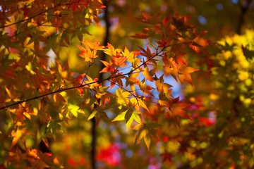 秋色　長州庭園にて。