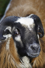 Mountain sheep -close up
