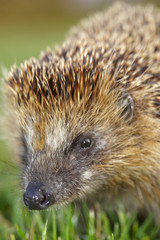 Igel im park - close up