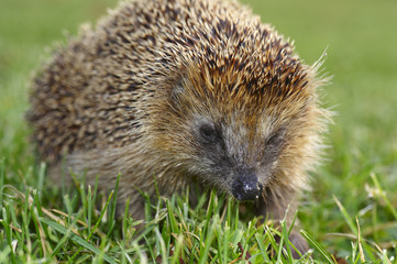 Obraz premium Igel im park - ganz