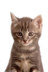 Fototapeta premium Muso di gattino tigrato
