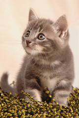 Gattino in attenzione