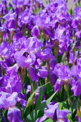 Flowering field of irises
