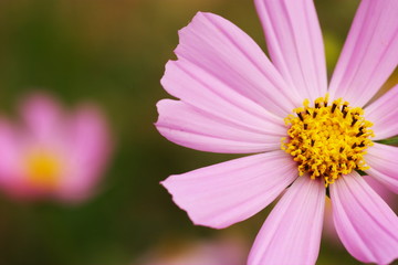 Obraz premium コスモスのアップ