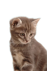 Muso di gattino blu tigre'