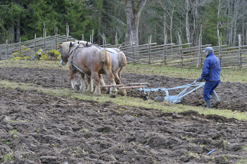 Ploughing with horses