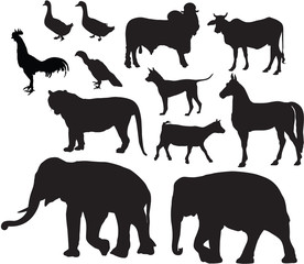 Animal