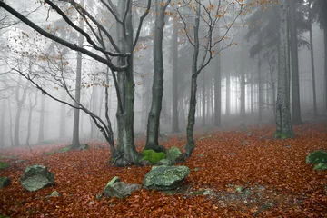 Plexiglas foto achterwand misty forest © kubais