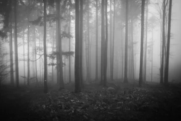  misty forest © kubais