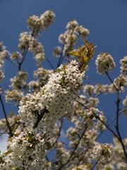 Blütenbaum  005