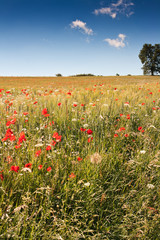 Fototapeta premium Blühendes Mohnfeld in den Marken, Italien