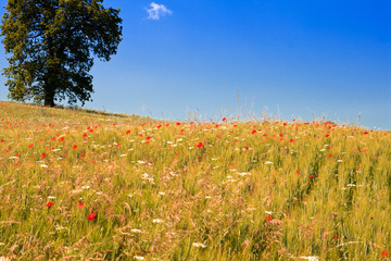 Blühendes Mohnfeld in den Marken, Italien