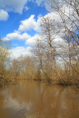 Obraz premium spring wood in water of the flood